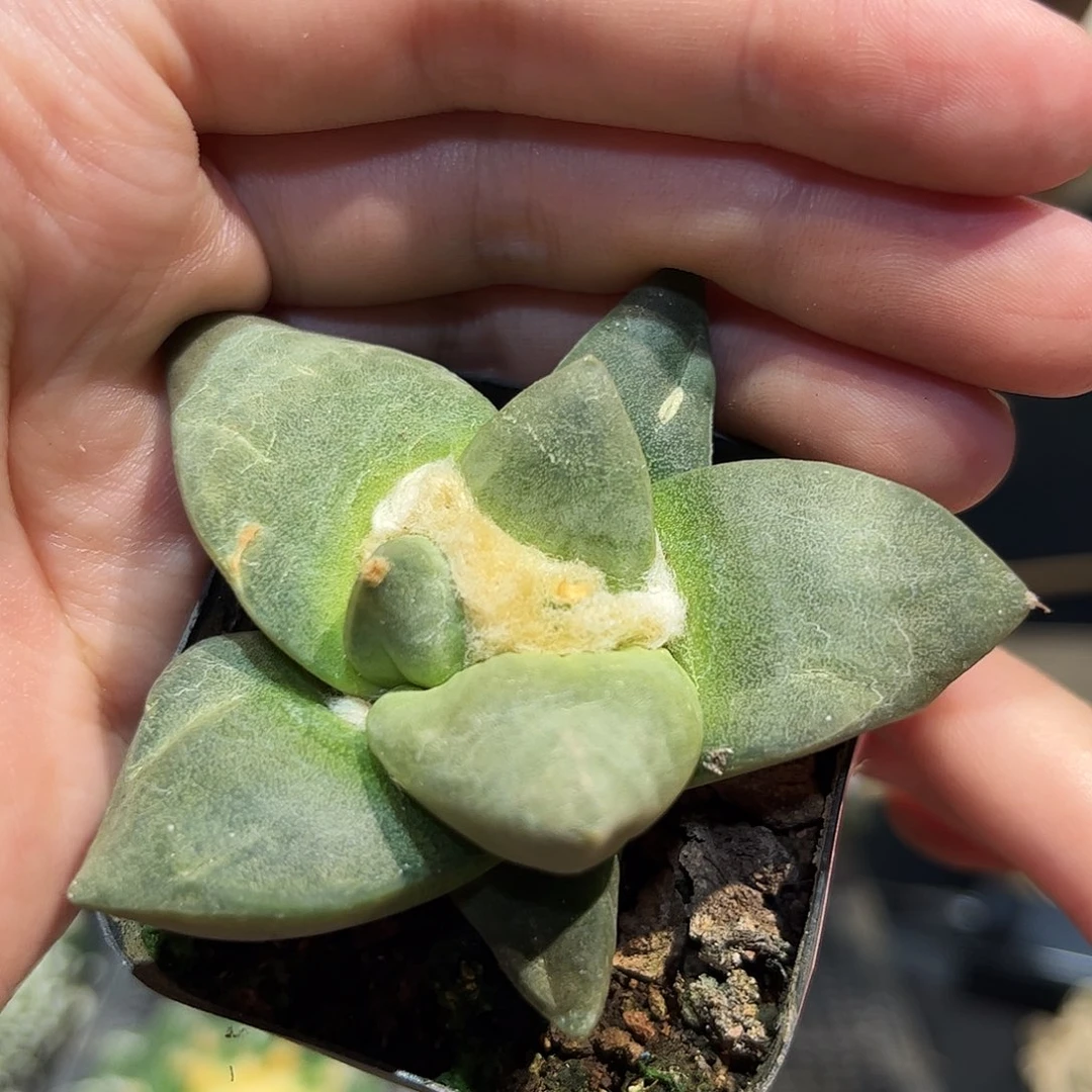 68号7.5cm实生丸尤牛舌玉牡丹