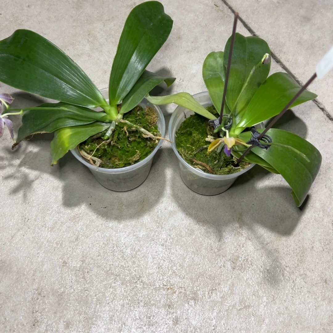 F***n完全开放l665l666共两棵ys1162