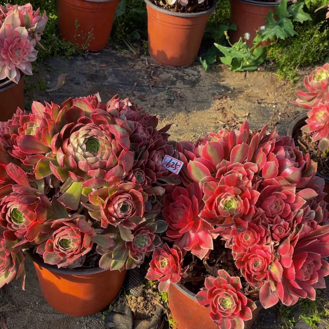 一对不包断枝造型625鲜花老桩