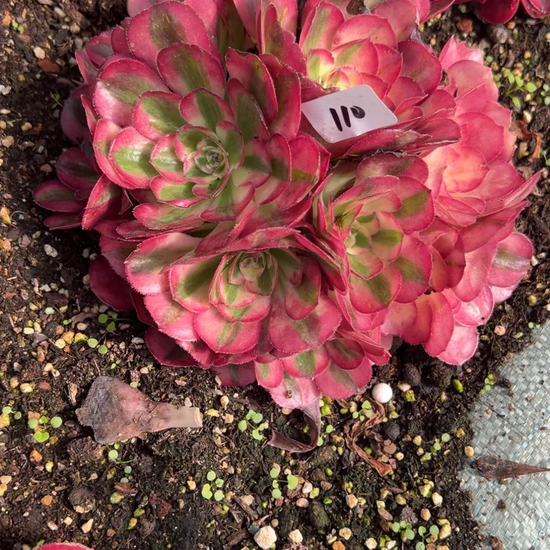 110鸿运无根多肉嘻嘻嘻