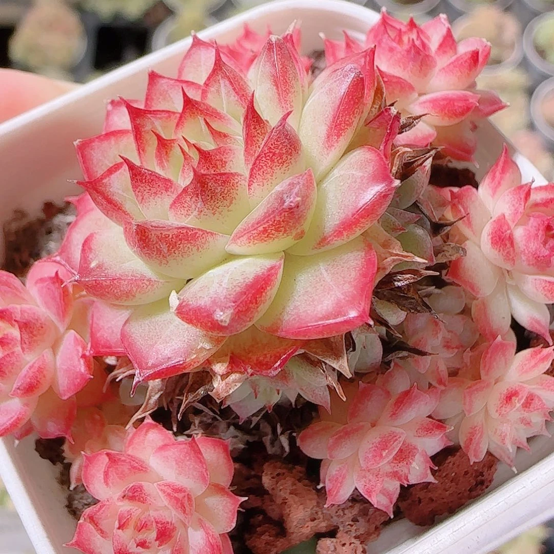 花语逸镜1125-20散