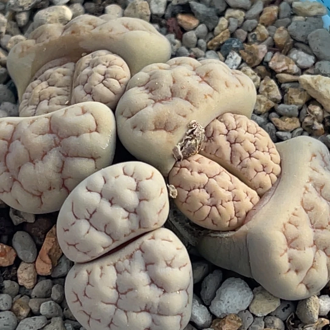 8866三头189群一颗