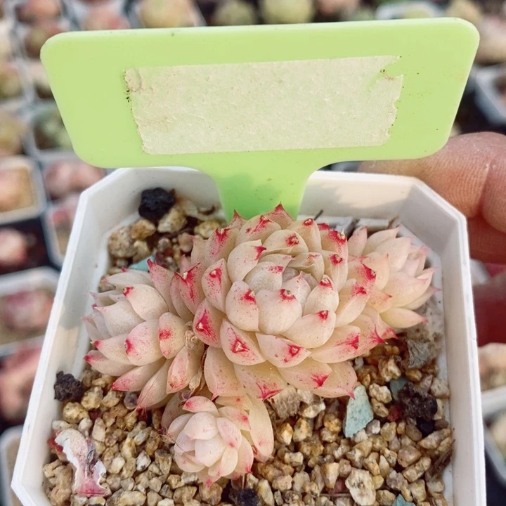 麦秆6cm不包整群