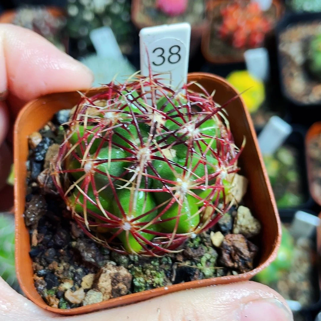 非偏远地区满25包邮仙人球裸根