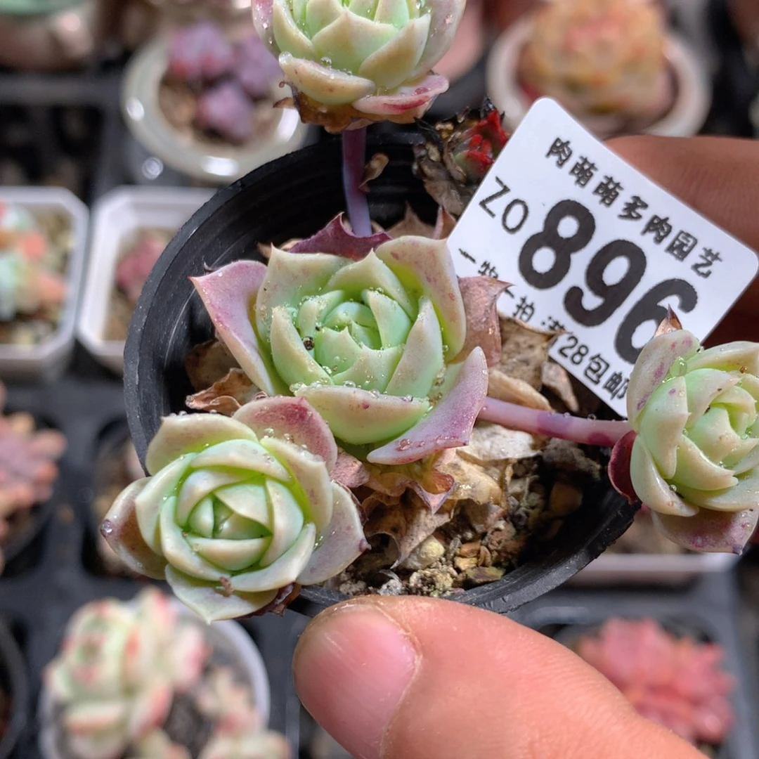 5CM拇指盆精控多肉ZO896