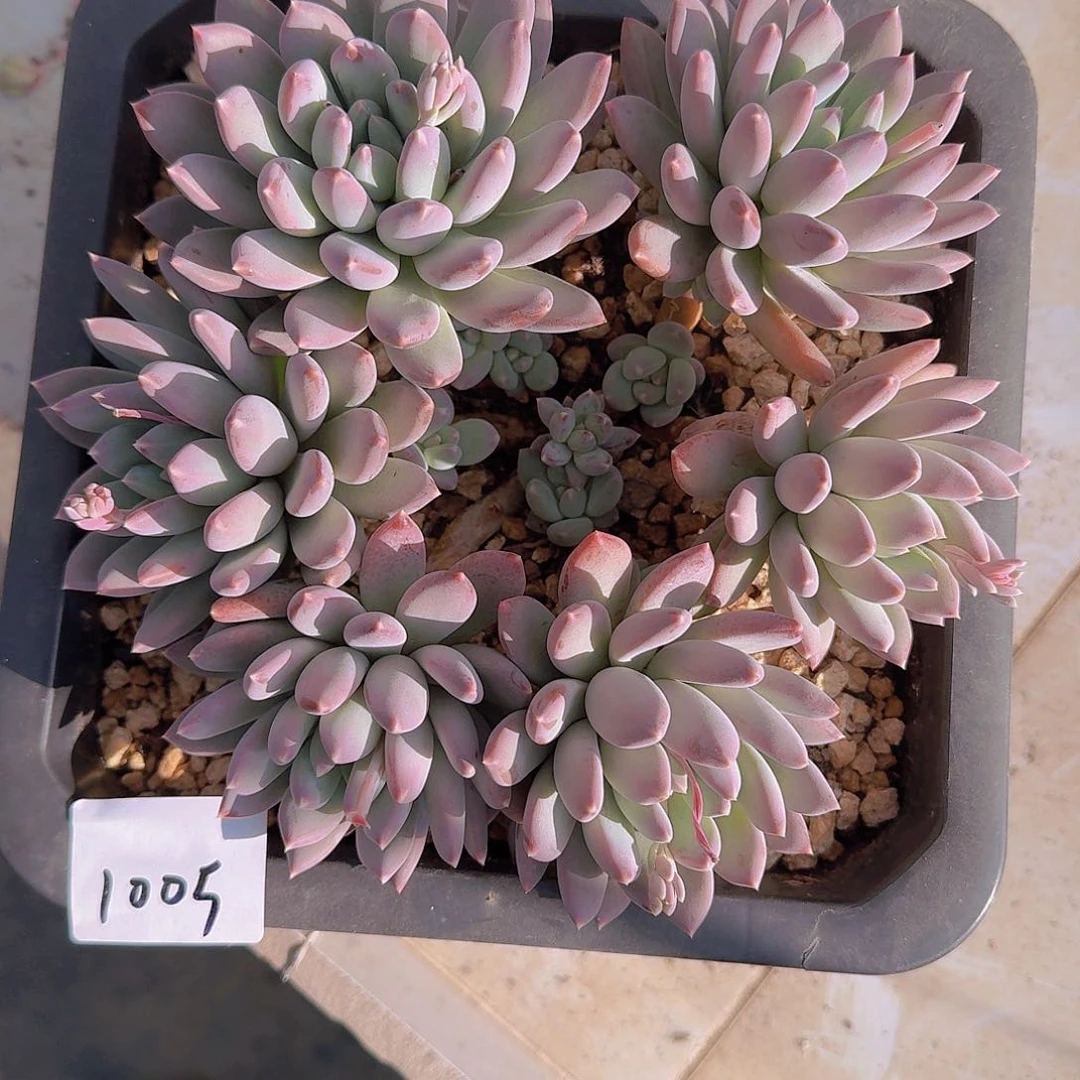 风1005美人杂多肉