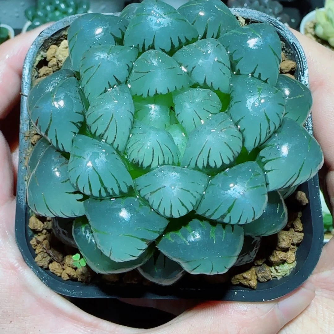 超大母本冰灯多肉