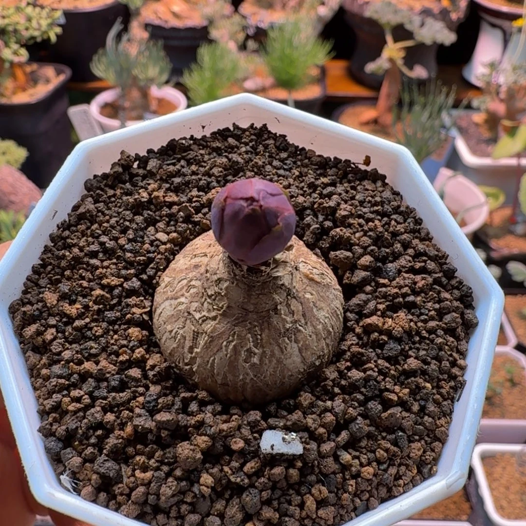 玫瑰大戟024 仙人掌