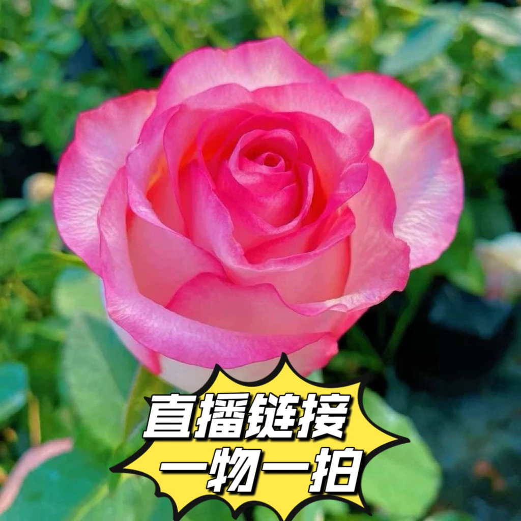 直播链接（一物一拍）