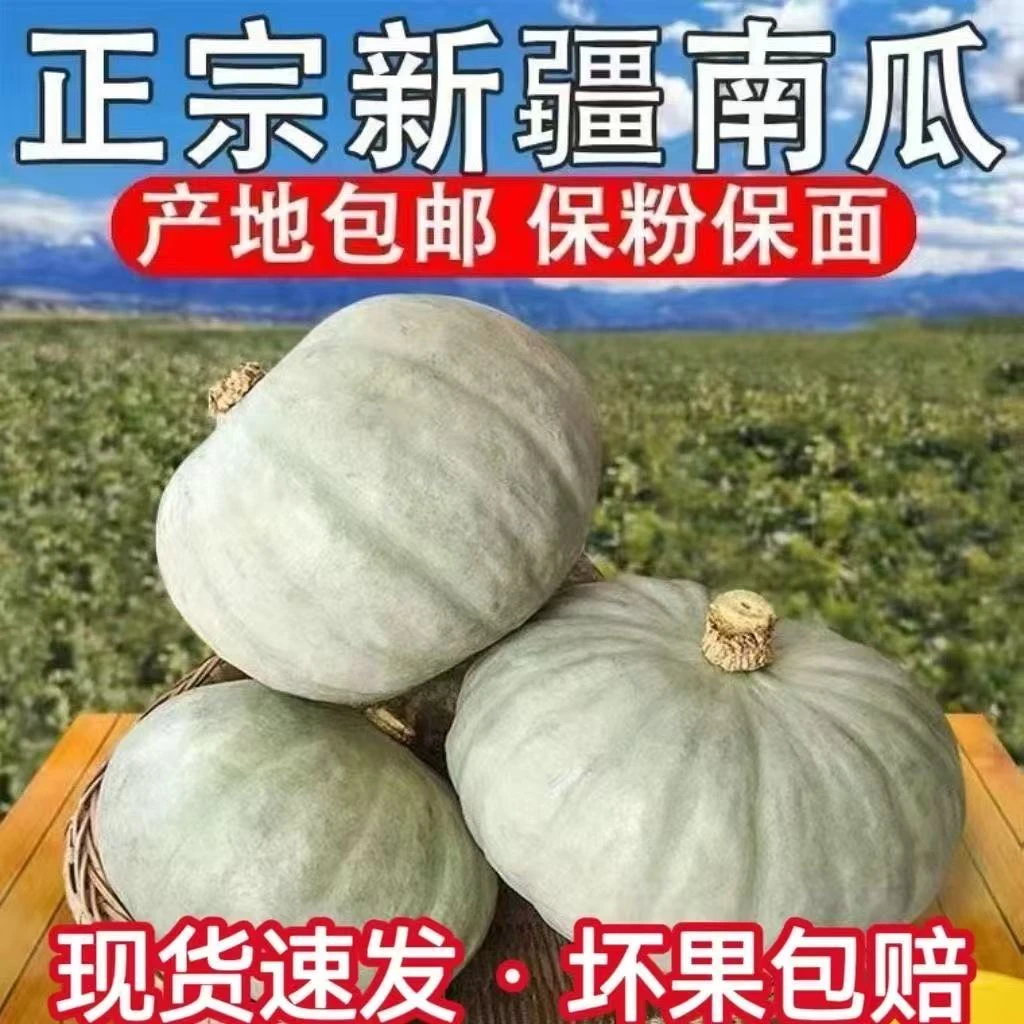 正宗新疆银栗南瓜新鲜粉糯甜有板栗味适合宝宝辅食