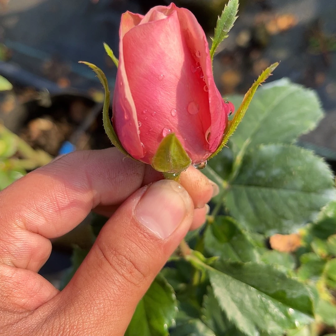 无花朵————银色飞盘福利款