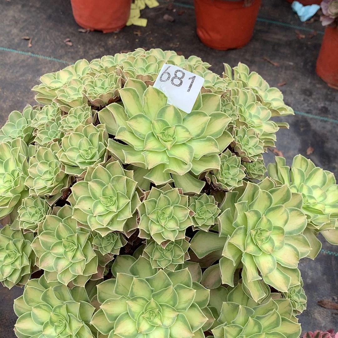 小***跑681.韶华多肉植物