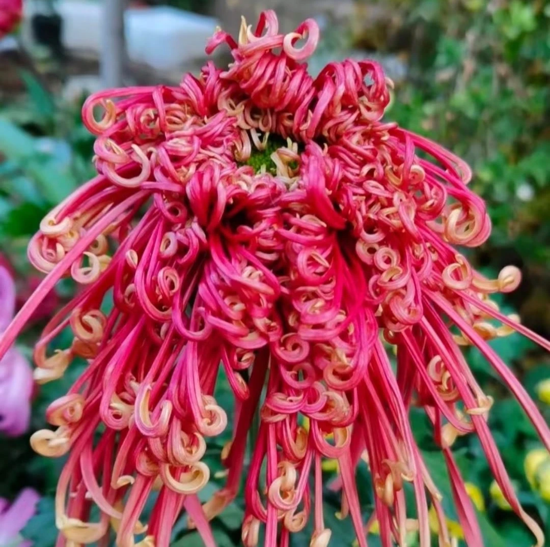 九月大花菊《盘龙舞凤》（很小花苞发货） 品种 颜色艳丽