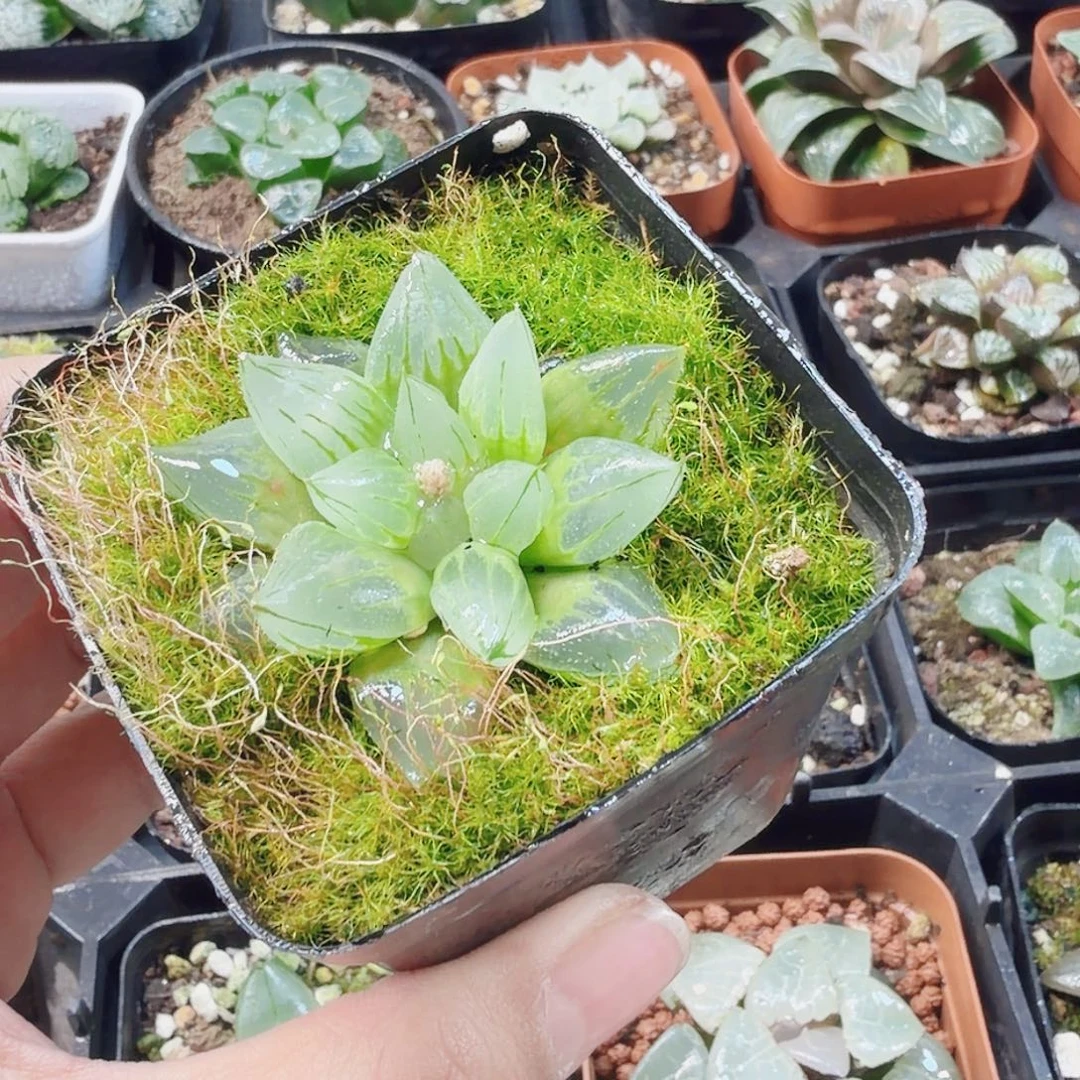 十二卷西亚基开播福利