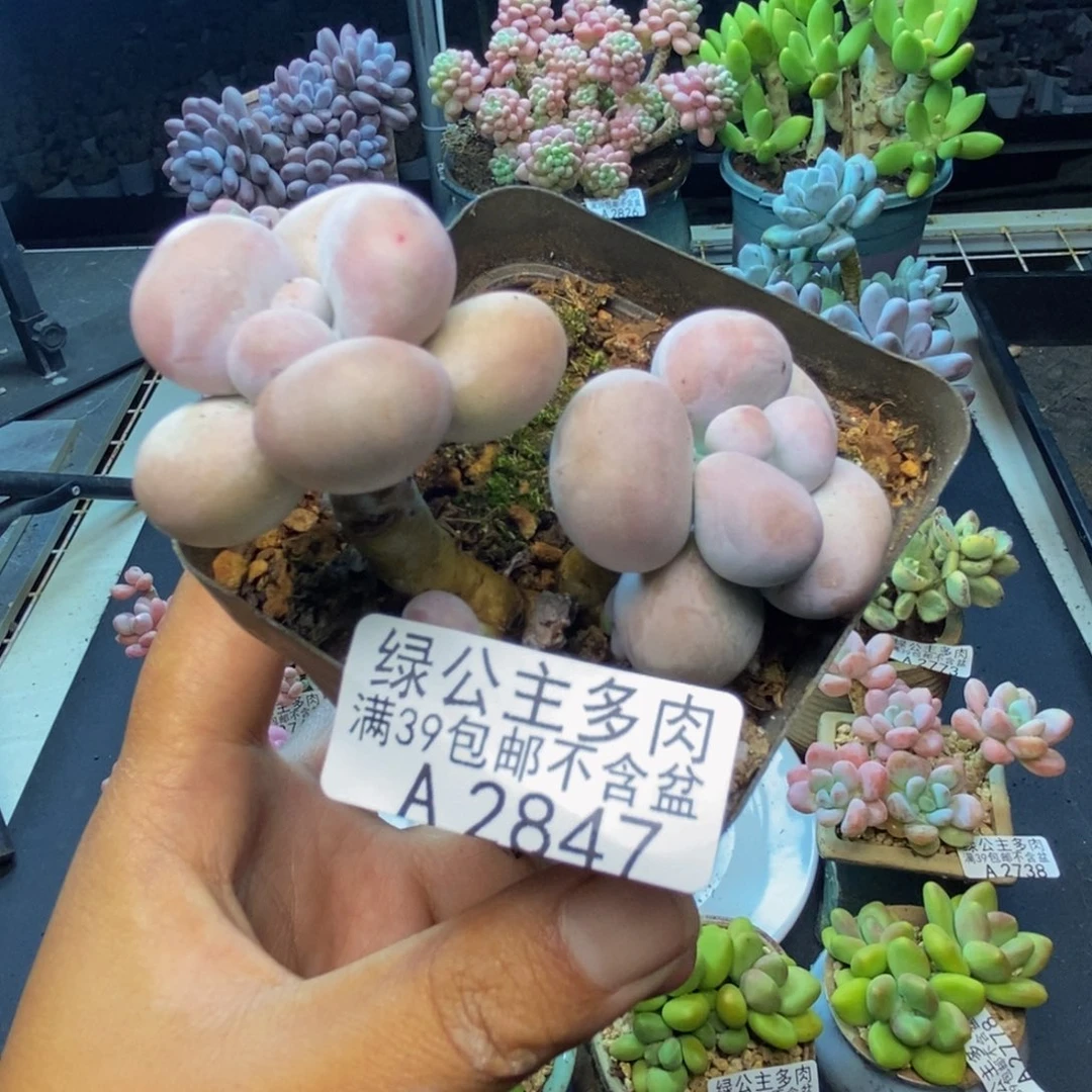 847芭比奶多肉7c m