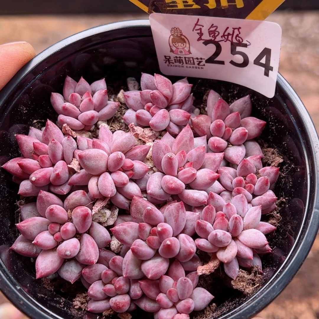 多肉植物多肉植物
