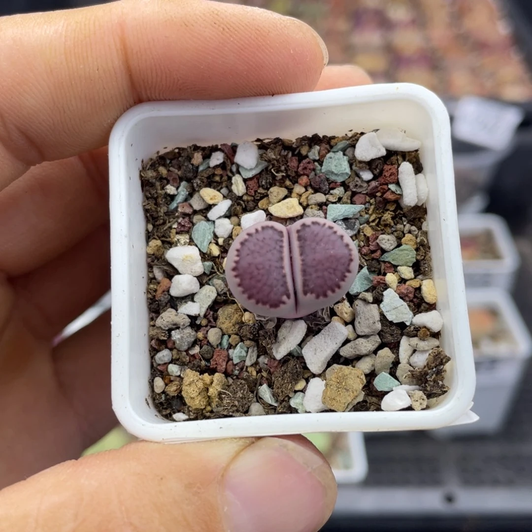 0000000000000000000257