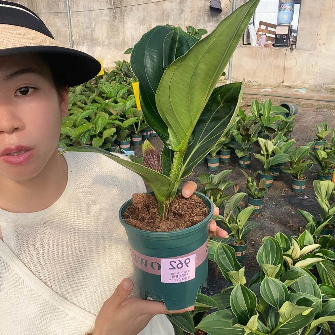 木本植物幸**生木本花卉962嫩芽无售后