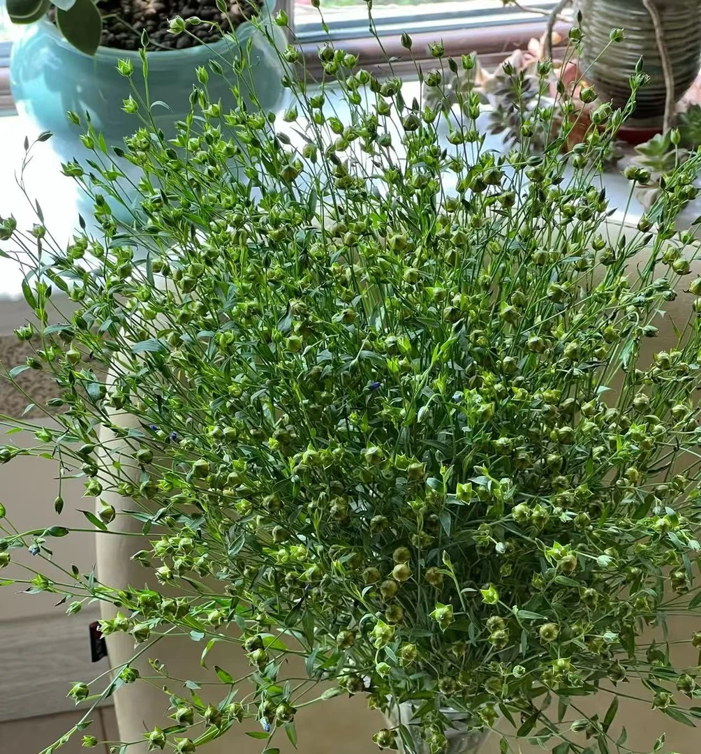 【源头一手价】五星果一把   开满小星星的花材  云南鲜花 花店批发