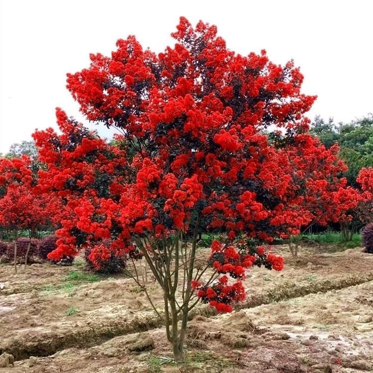 红火箭紫薇花耐寒耐热可盆栽地栽适合庭院种植的高端花卉