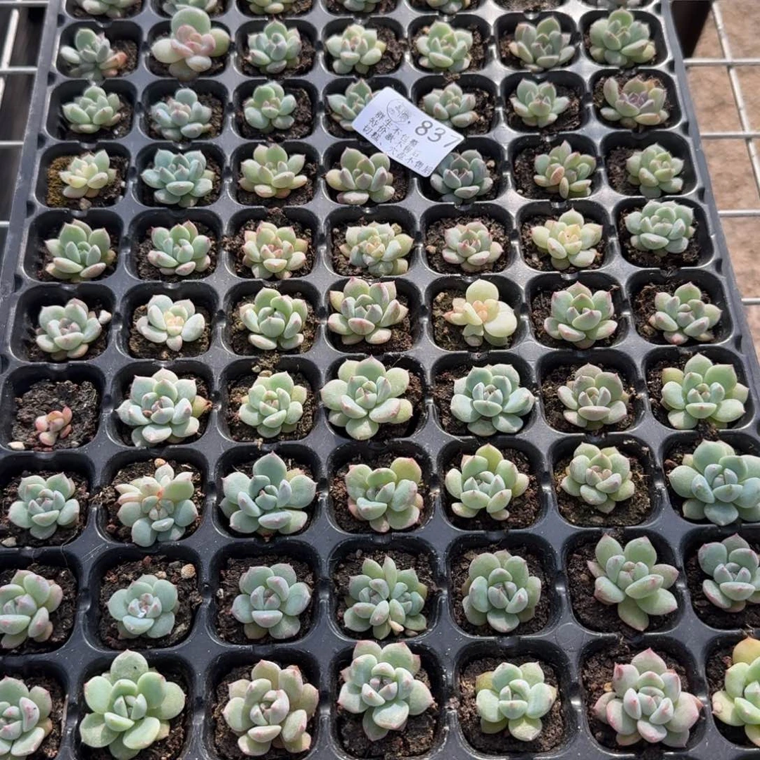 如图837云芷播种穴盘一盘不售后