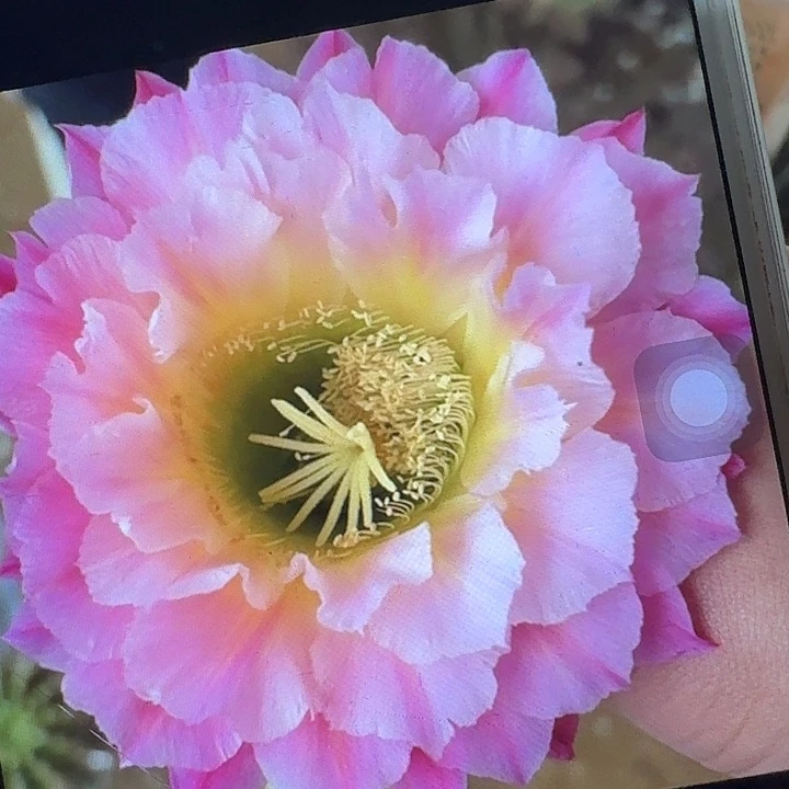 河岸带根冠服7公分毛花柱短刺