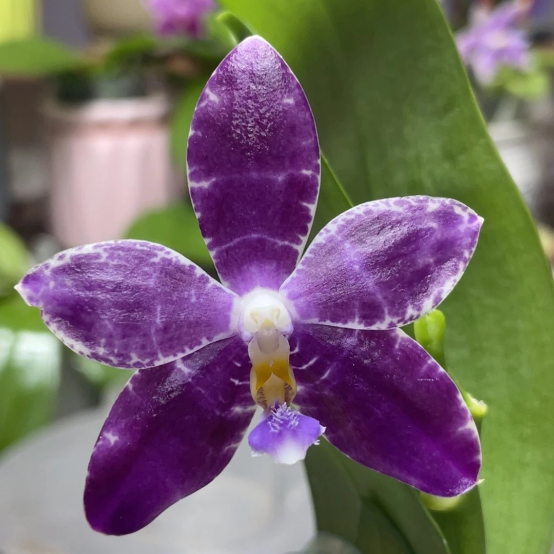 完全开放YW08，2.5杯开花株