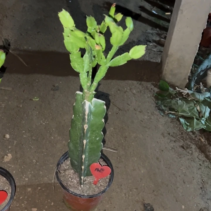 用***0当前无花栽培后可以开花雅丝1369