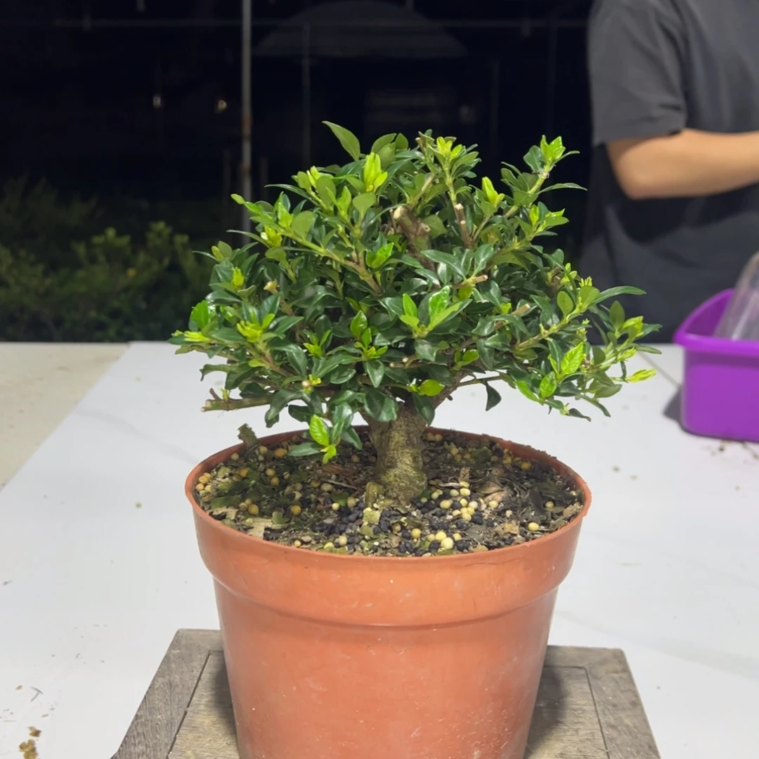 完全开放寿星栀子花