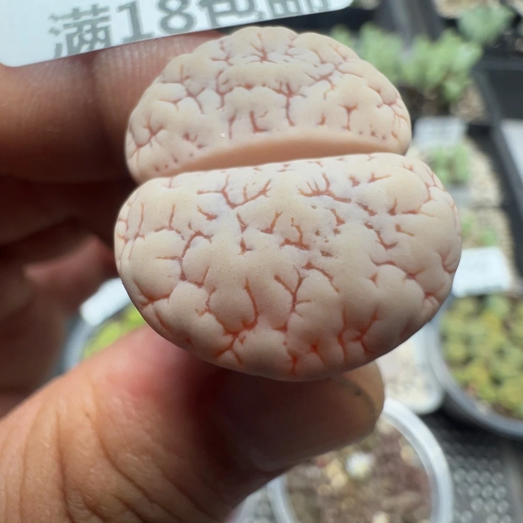 【闪购商品】 259。
