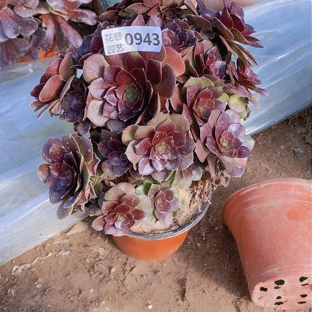 943 号一物一拍20包邮年后发货