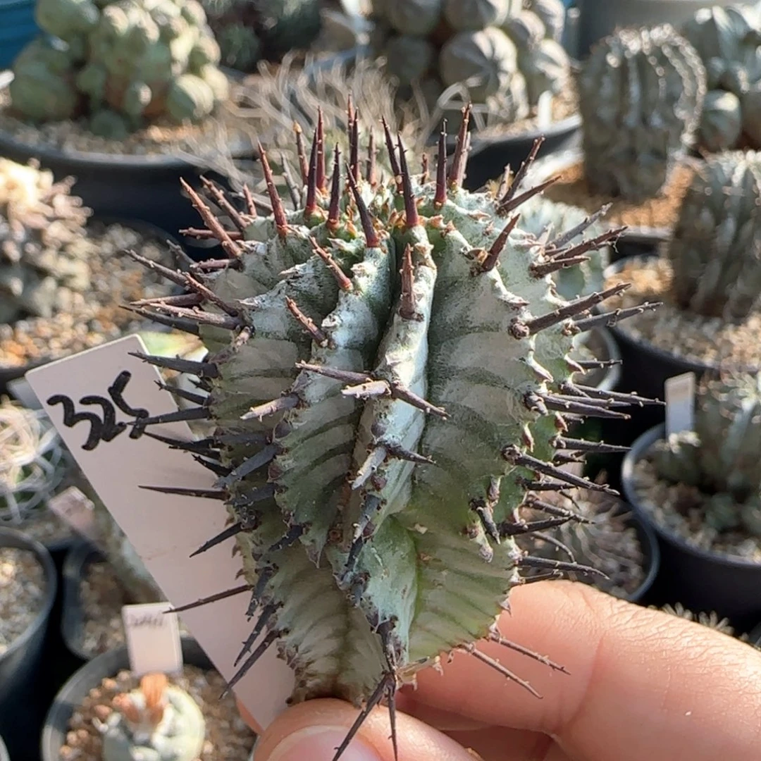 325宇田斑马白衣111