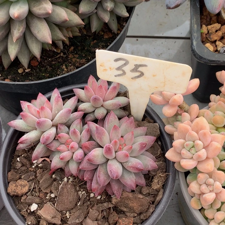 多日子合集72737373738