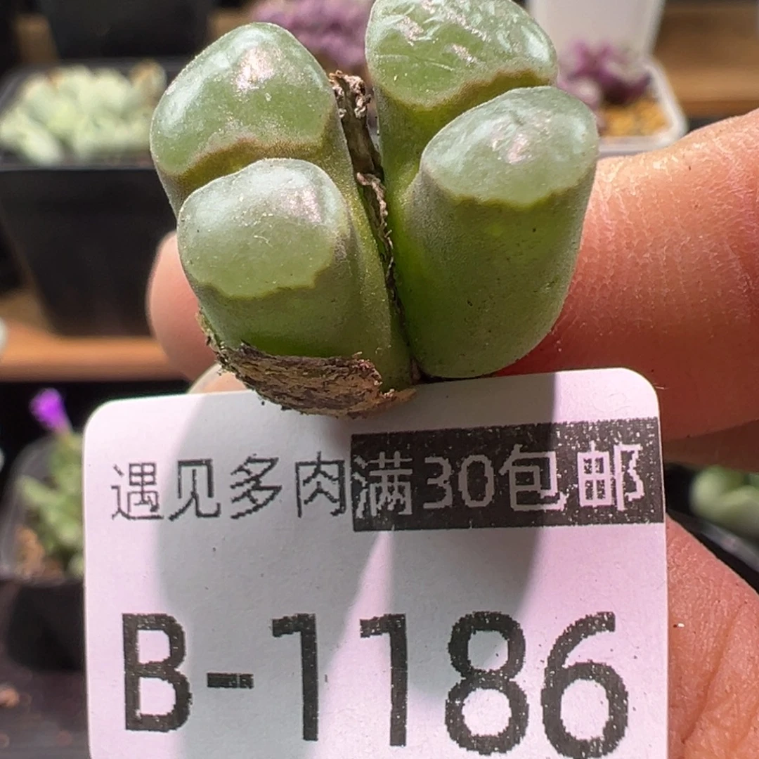 多肉植物1111111111111