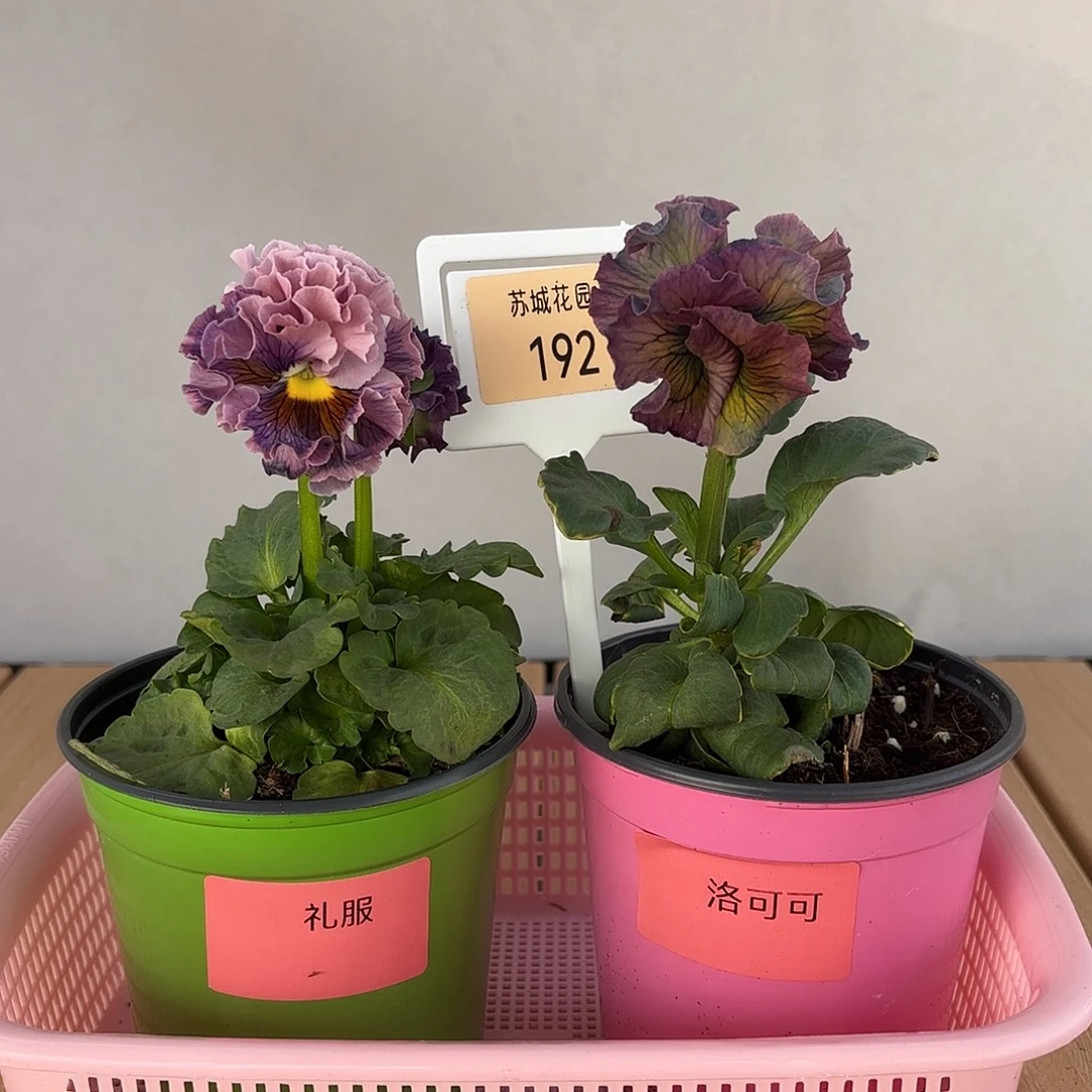 大部分开放少量花苞192