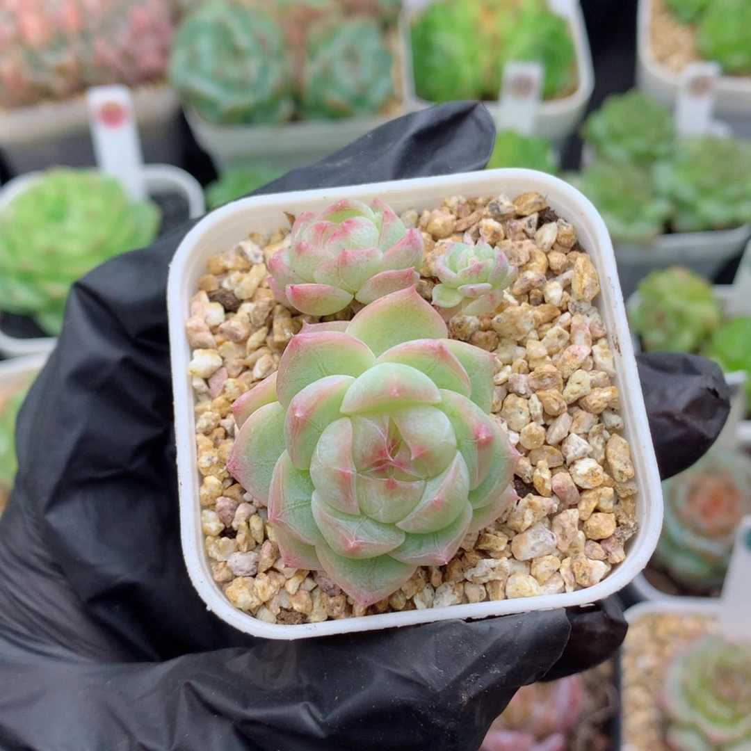 58包邮  群生不包整糖心79