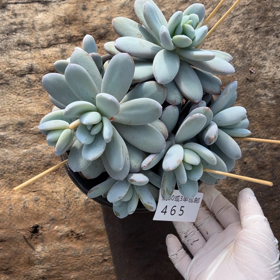 465雪美人多肉植物……