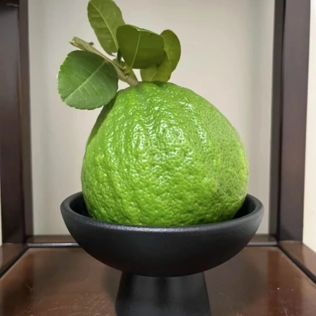 云南现采佛手香橼自带清香可用于家居观赏摆放的花材