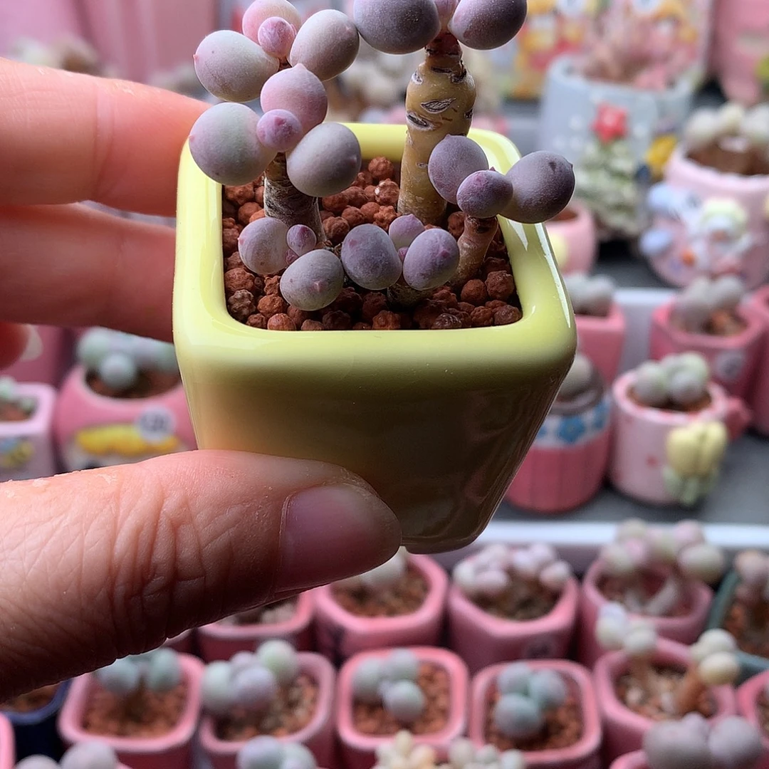 彩虹奶酪带盆发货