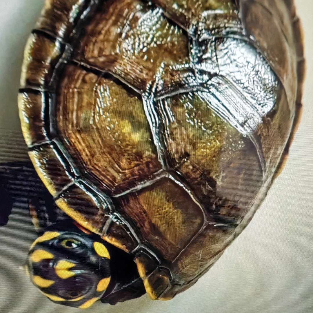 黄头侧颈龟仁者神龟