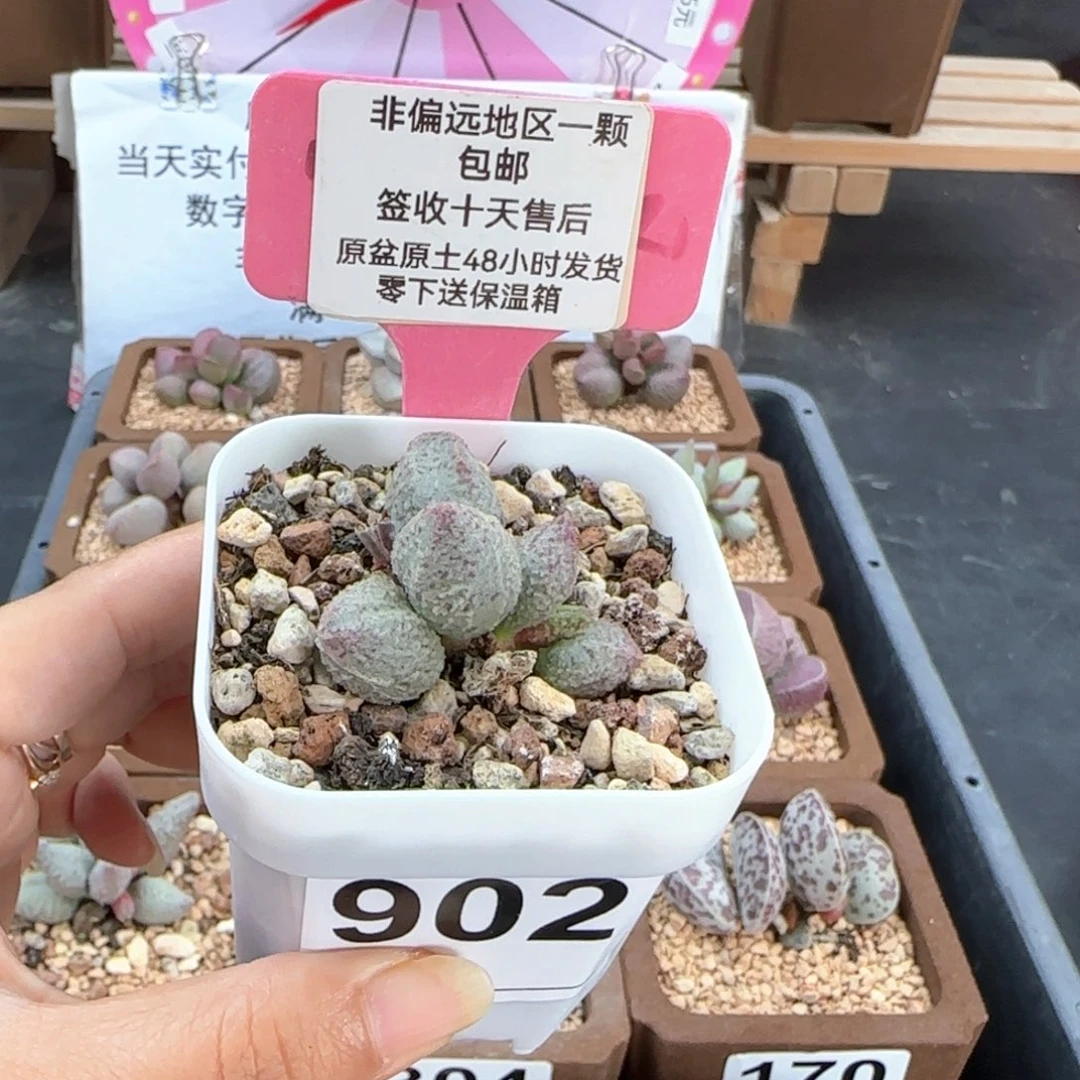 902翡翠哈莫杂多肉植物
