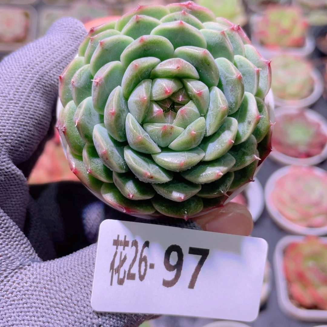 花利美26-97新品