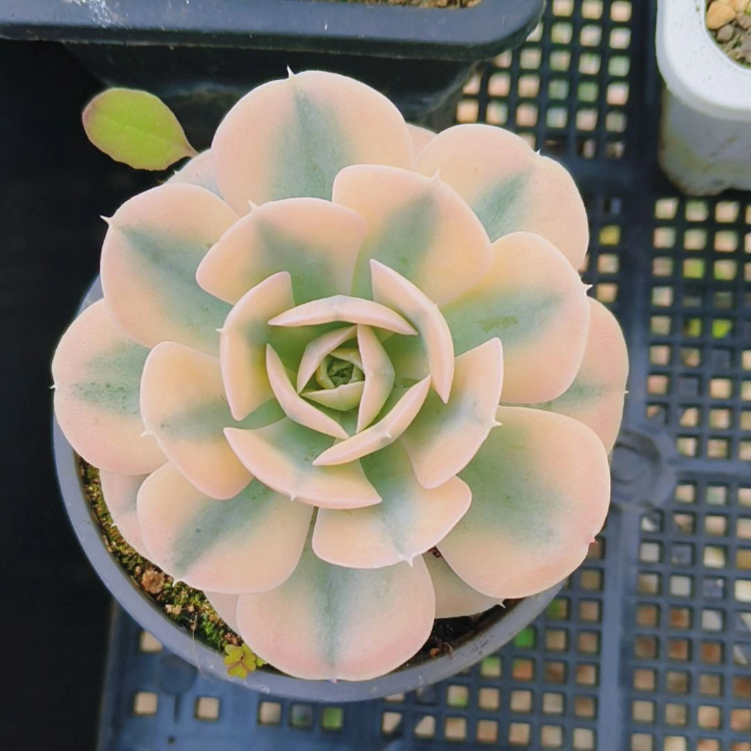 鲁士十莲锦多肉植物