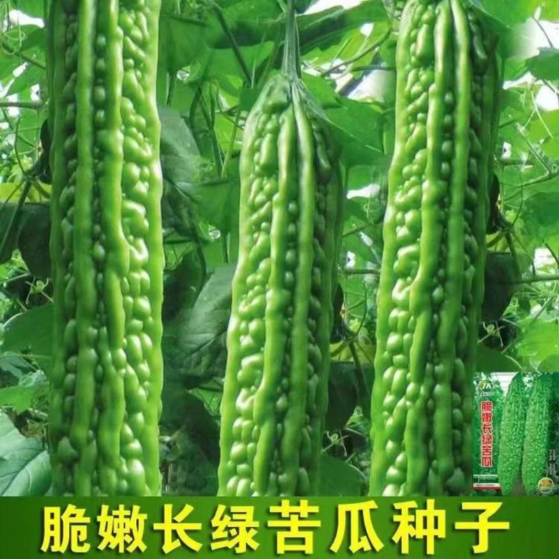 【全场满5包包邮】长绿长白苦瓜种子大青苦瓜绿疙瘩