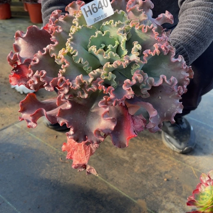 光***流瑞妈，，，。。。。640女王