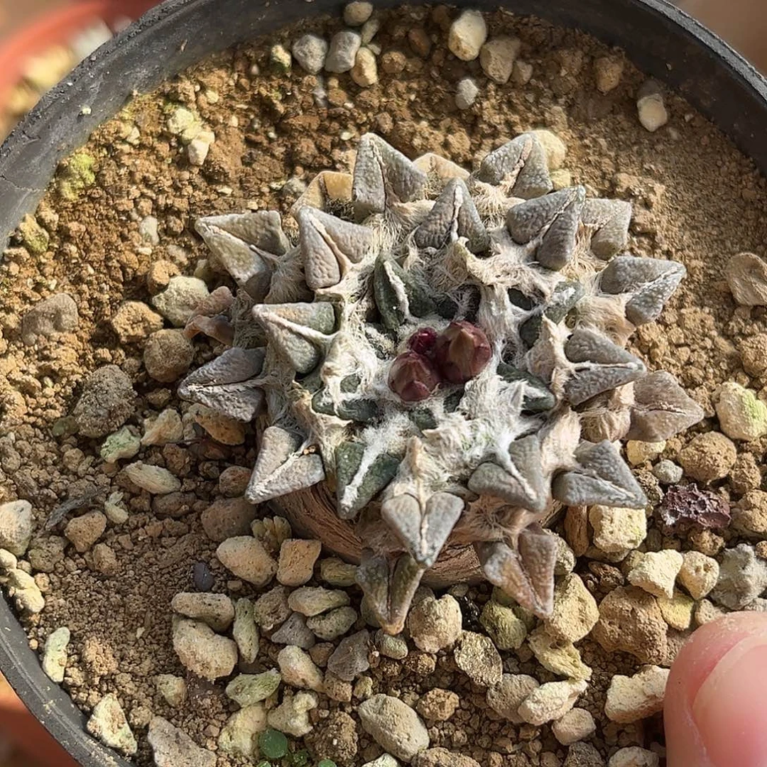 优选产地黑牡丹，5公分