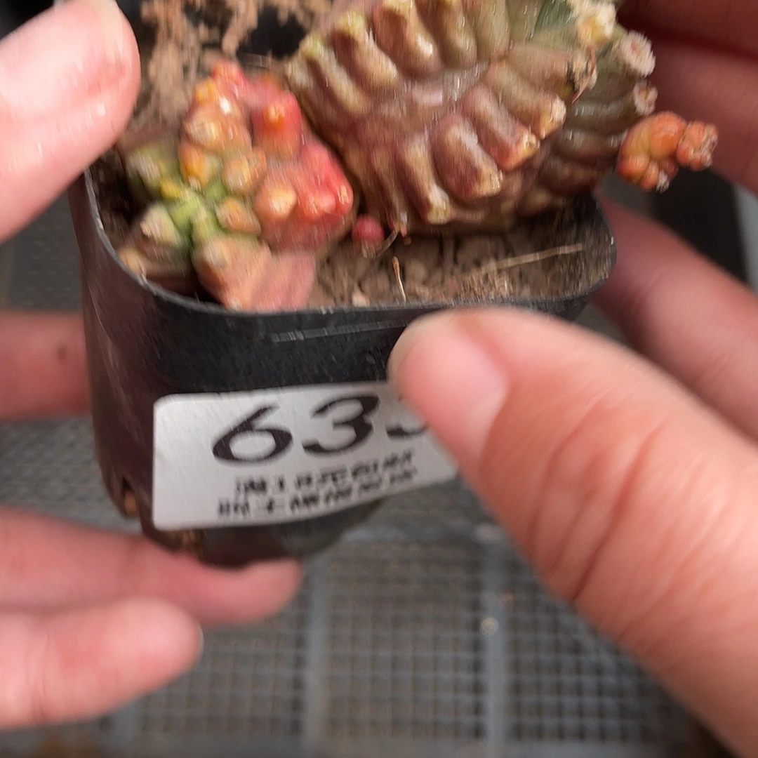 633翠凰石化（特价款）