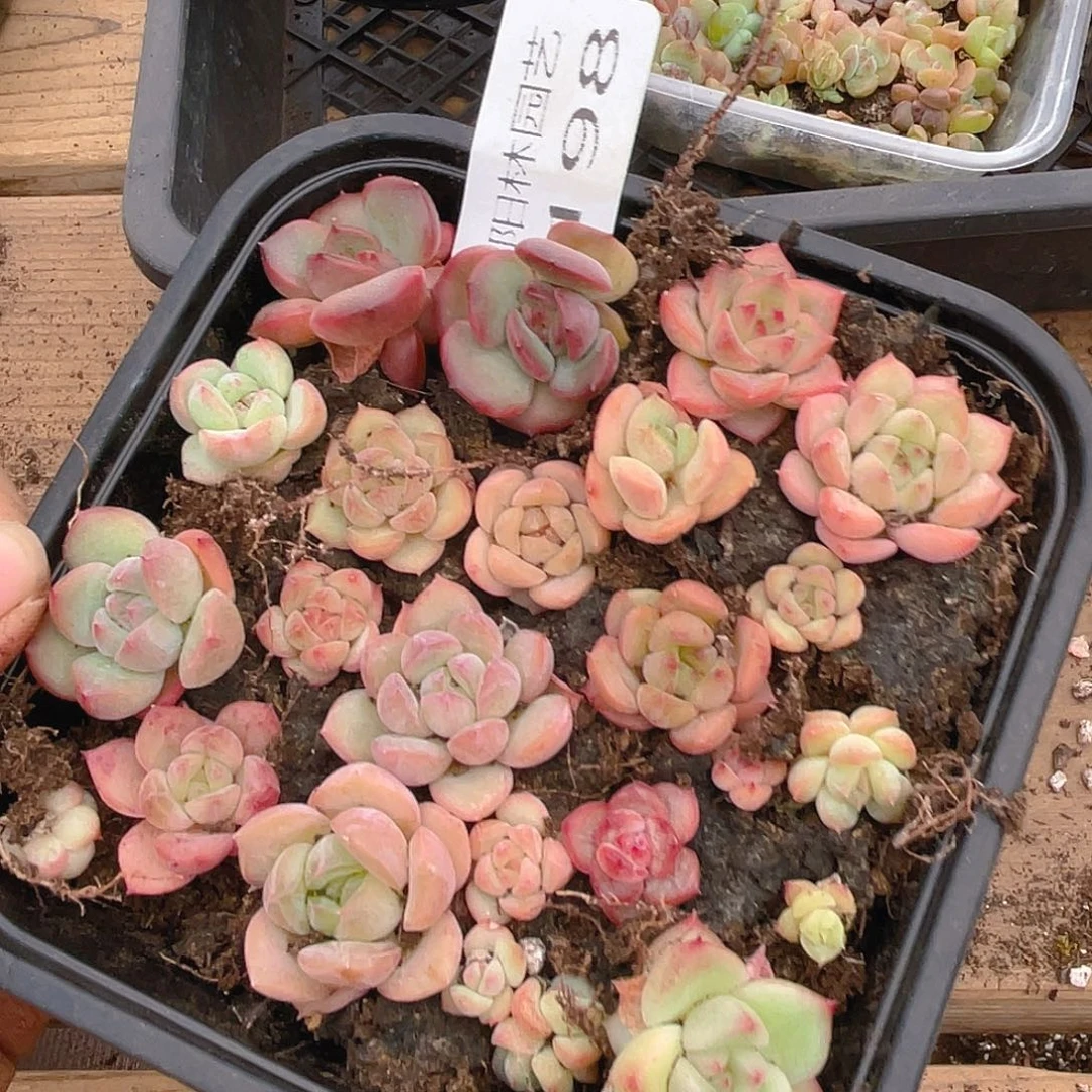 多肉植物多肉植物198
