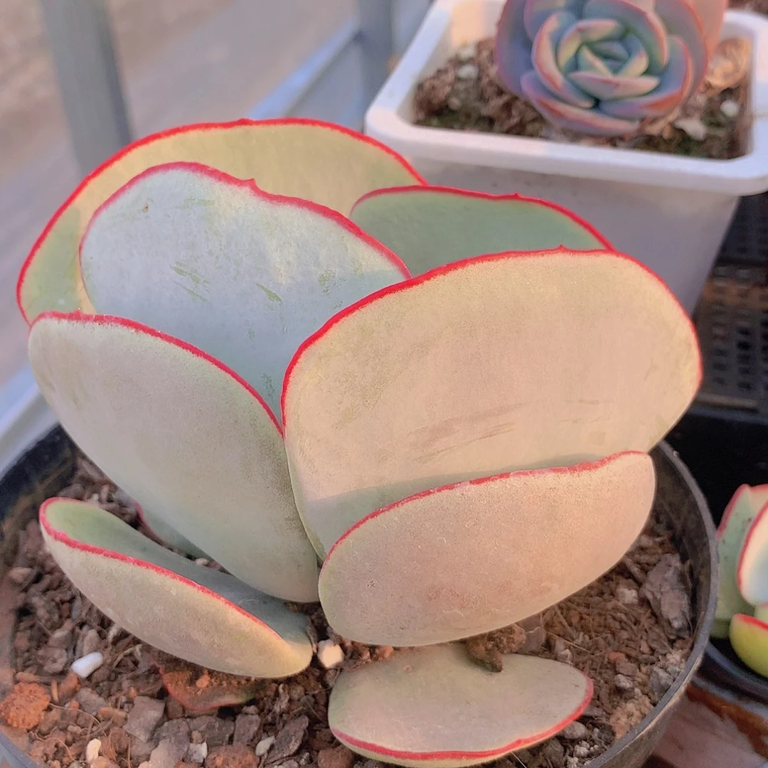 大号白眉2456788990000