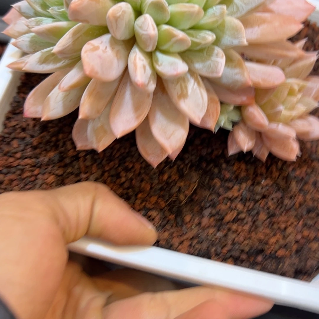 漫***光维京斯一颗肉肉看看